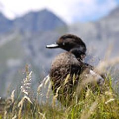 a flock of seagulls standing on a dry grass field